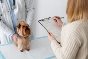questions to ask a vet