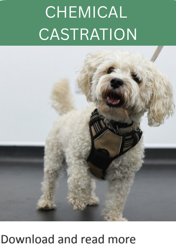 CHEMICAL CASTRATION (1)