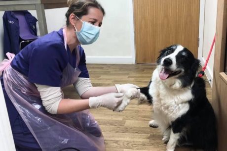 veterinary-consultations veterinary-consultations